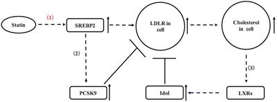 Statins and New-Onset Diabetes Mellitus: LDL Receptor May Provide a Key Link